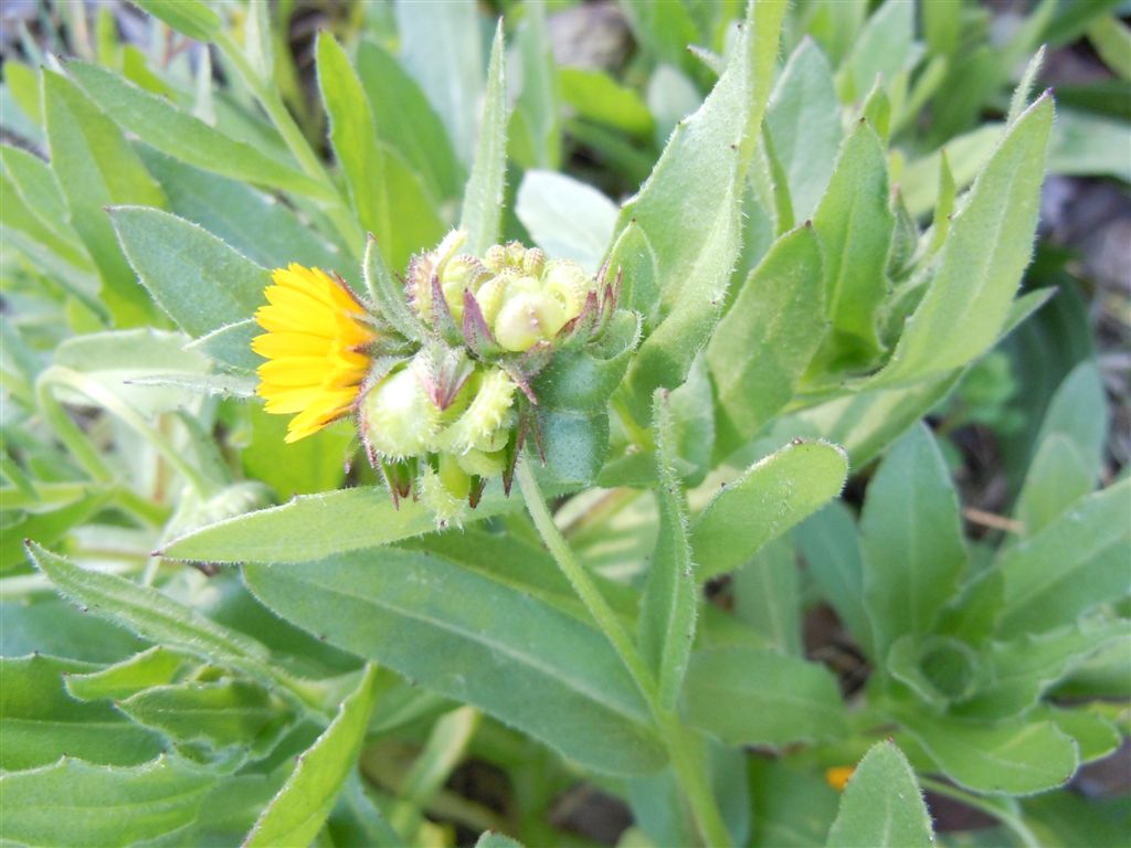 Fiori da Capodimonte - Calendula arvensis